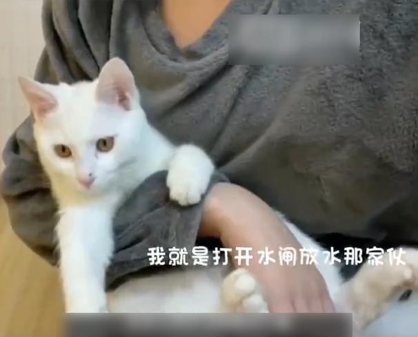 「罪魁禍首」小虎未有受到主人懲罰。(互聯網)