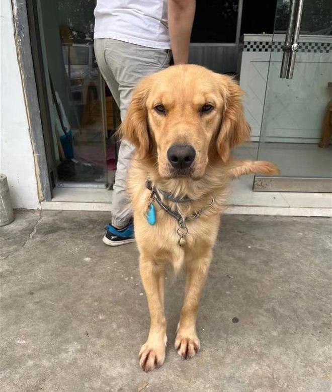 江先生被偷的導盲犬,是一隻金毛尋回犬。(互聯網)