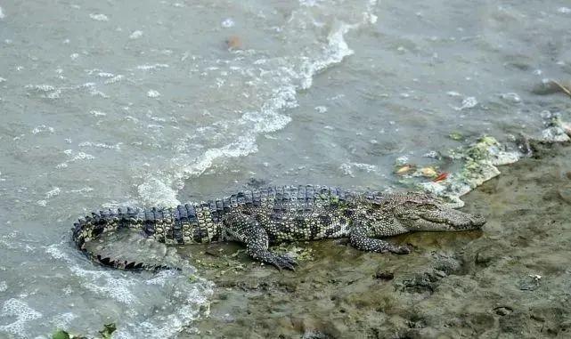 該條暹羅鱷突然現身上海黃浦江,不時暢泳,又不時爬到江邊曬太陽。(互聯網)