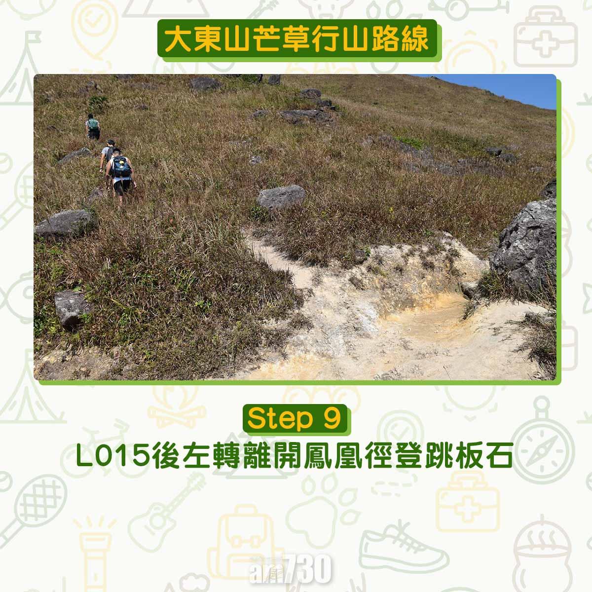 大東山芒草行山路線