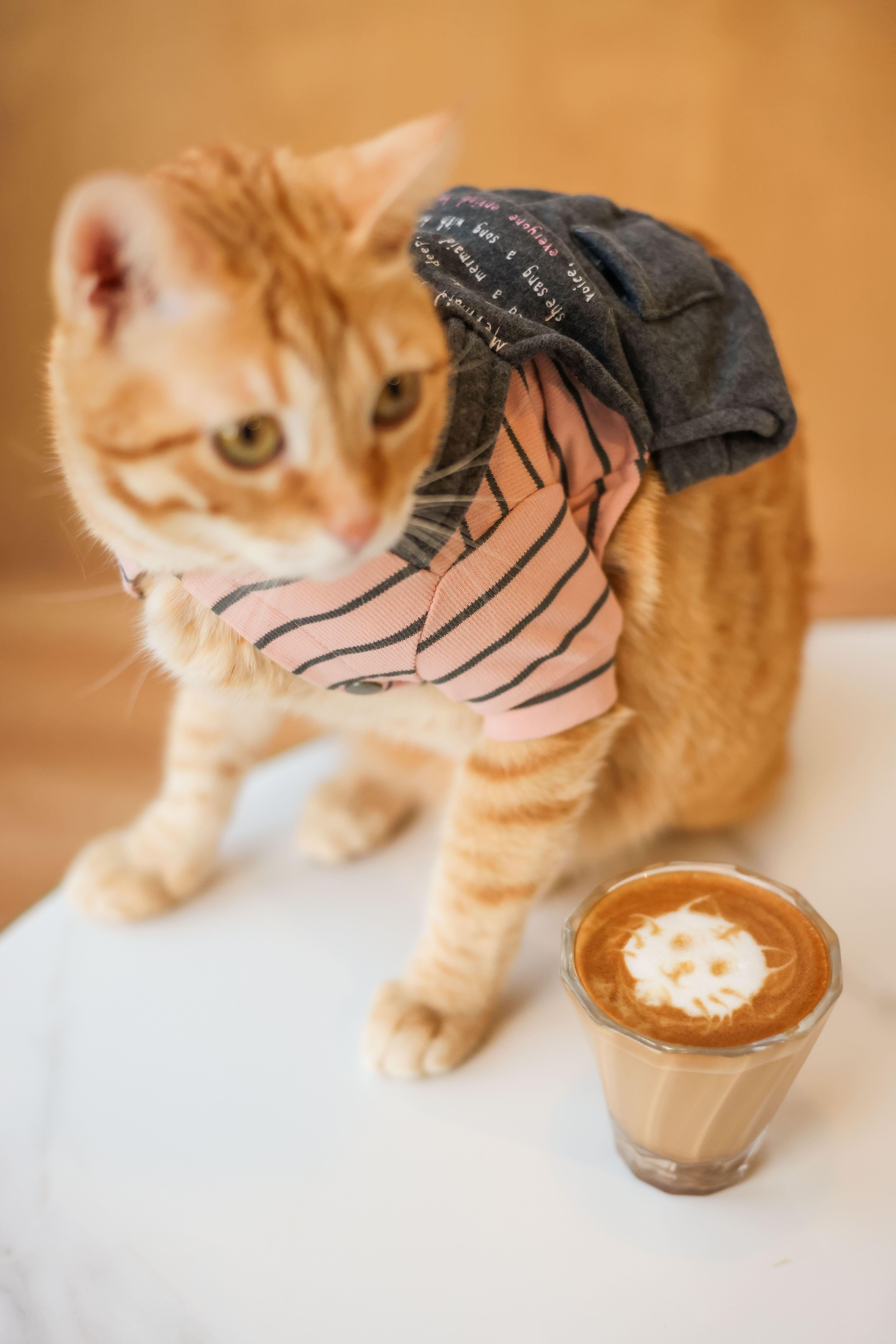 喵跌入髒髒咖啡