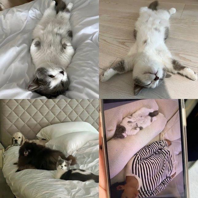男方身邊排排瞓的貓貓,被粉絲認出是Jennie媽媽所養的寵物。