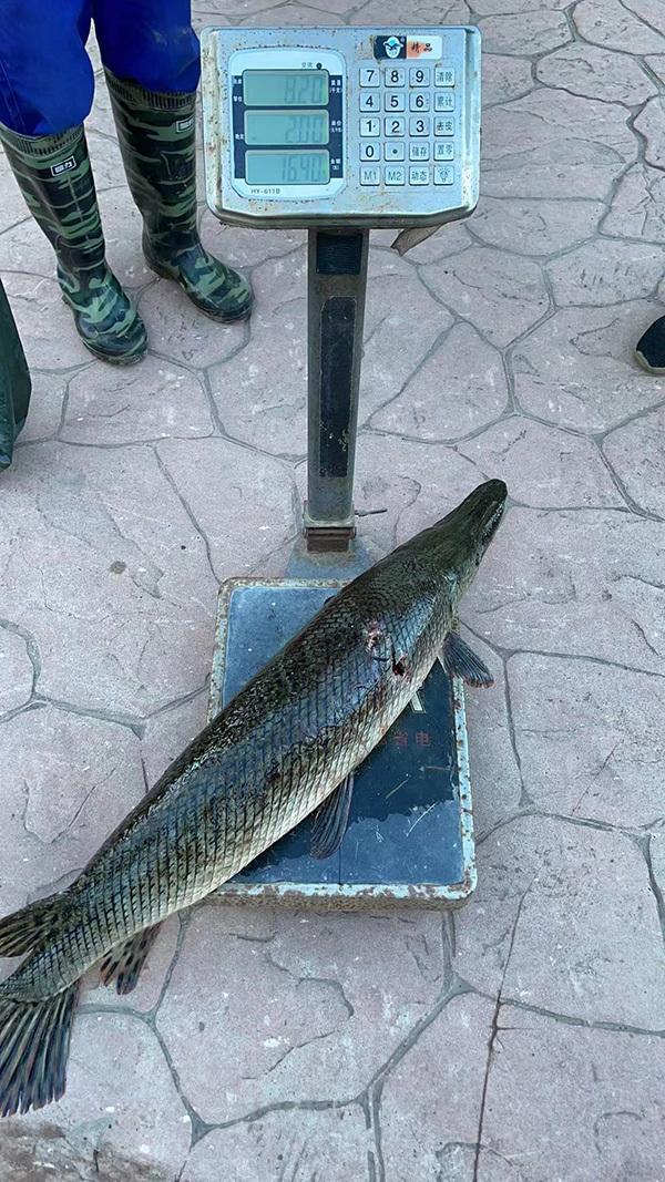 上海虹口區一條河中捕獲的鱷雀鱔,重8.2公斤。(互聯網)