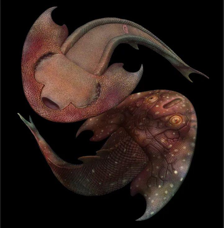 靈動土家魚3D復原圖。(互聯網)