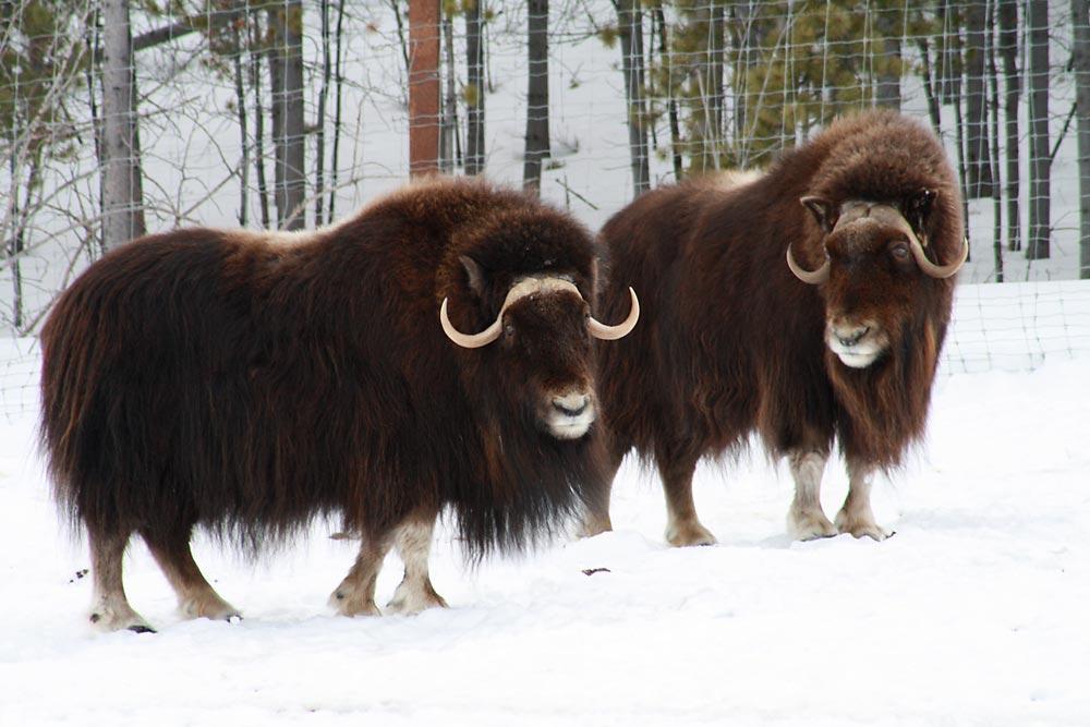 下午自由活動,可自費參加極地動物園_塔基尼溫泉之旅
