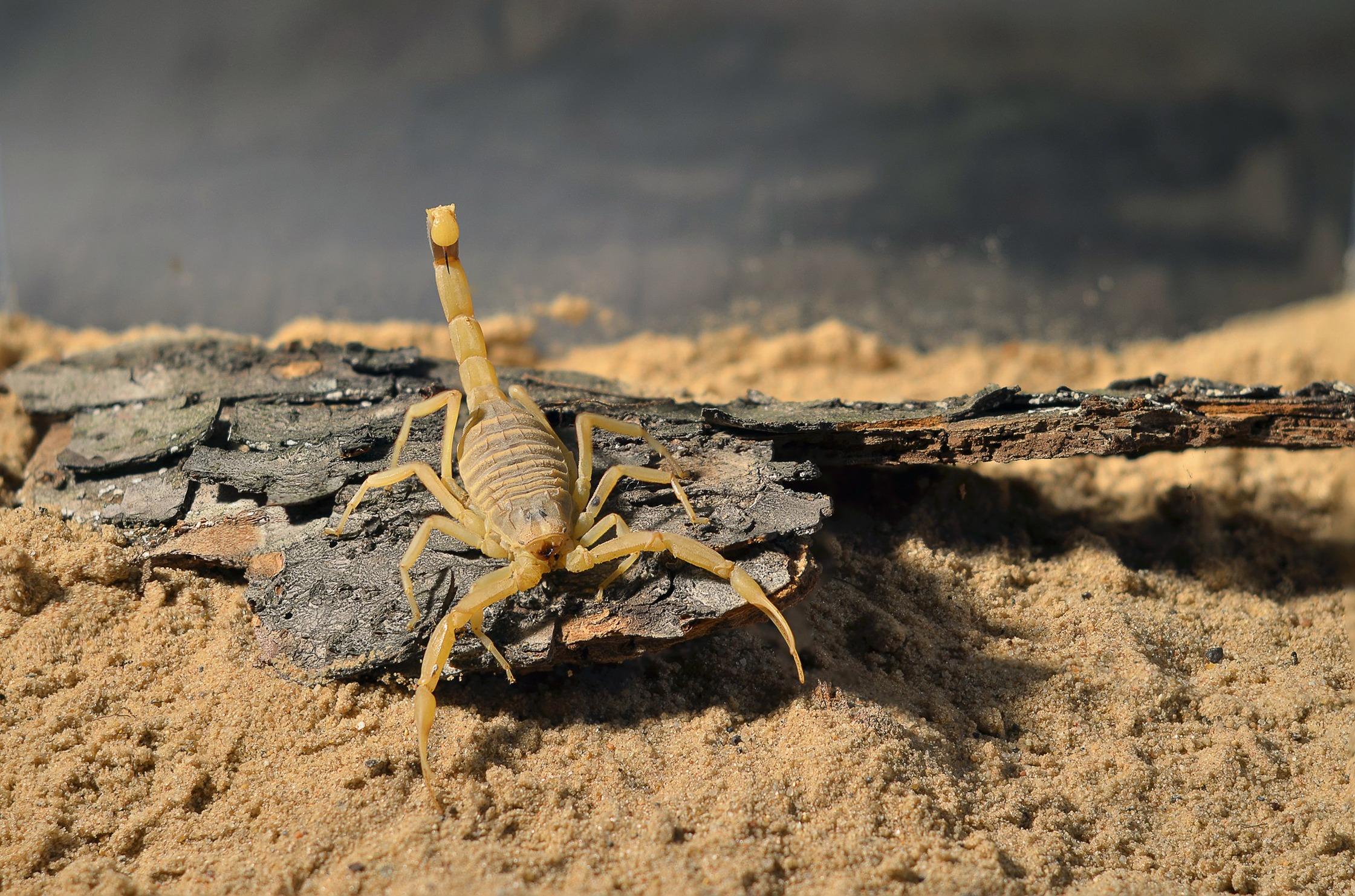 以色列金蠍 Leiurus quinquestriatus