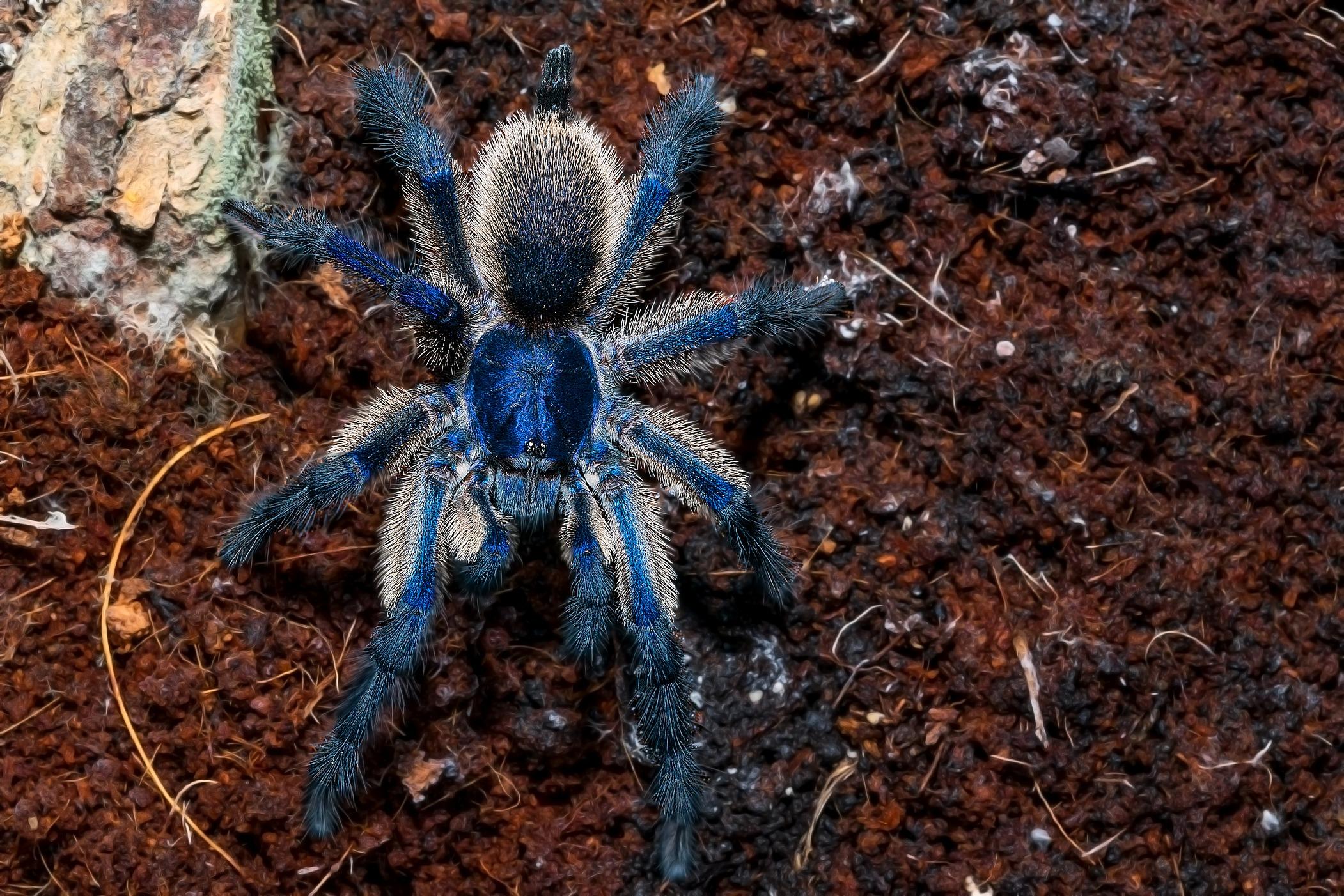 夢幻藍巴布蜘蛛 Monocentropus balfouri