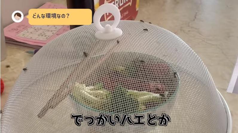 澳洲多蒼蠅,需蓋著食物。(互聯網)