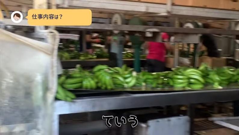 處理已收割的香蕉。(互聯網)