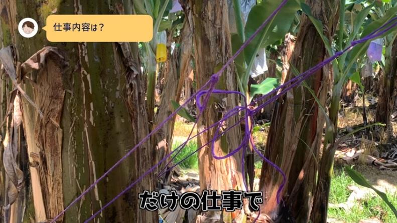 用繩子固定香蕉樹。(互聯網)