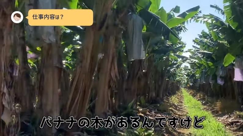 香蕉園。(互聯網)