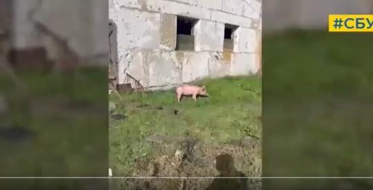 豬隻與俄軍同住。(互聯網)