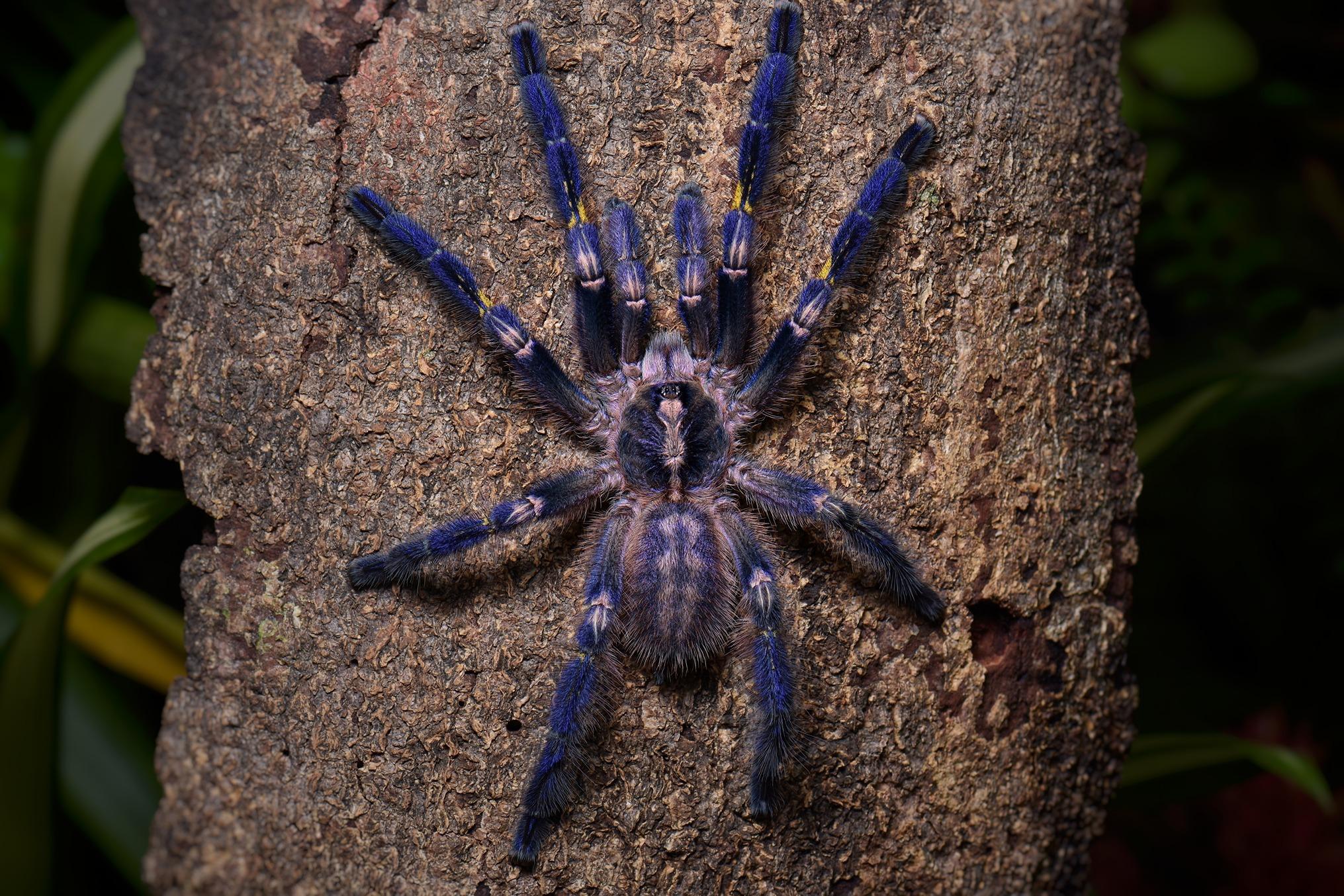 馬查拉鋼鐵藍 Blue Tarantula