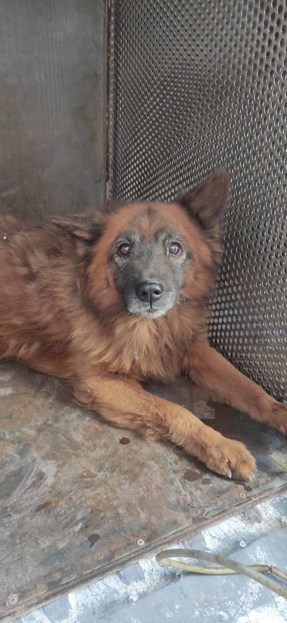 牠的4名人類家庭成員以及另1隻小狗全在這次炮擊中喪生,只有牠倖免於難。(Twitter)