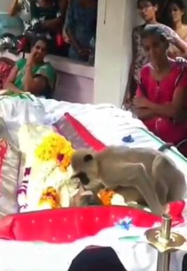 猴子不但在拉詹遺體旁待了好幾分鐘,還伸手摸主人,並數度與主人臉貼著臉。(Twitter)