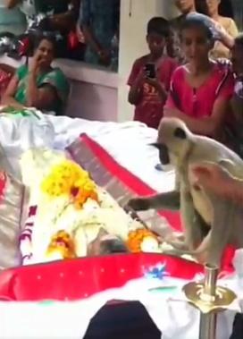 猴子不但在拉詹遺體旁待了好幾分鐘,還伸手摸主人,並數度與主人臉貼著臉。(Twitter)