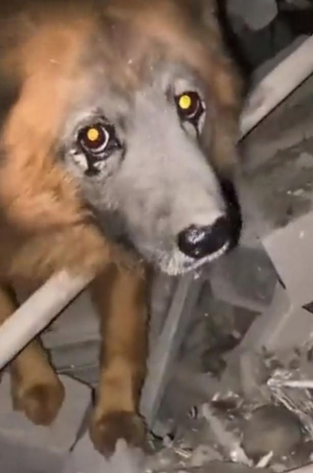 牠的4名人類家庭成員以及另1隻小狗全在這次炮擊中喪生,只有牠倖免於難。(Twitter)