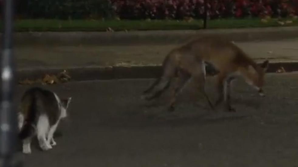 Larry立即探過究竟,一直緊跟狐狸,宣示主權。(Twitter)