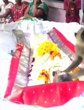 㺅子期間曾經想移開蓋著主人的壽被,用力抓起死者的手搖晃,似乎是想要叫醒主人。(Twitter)