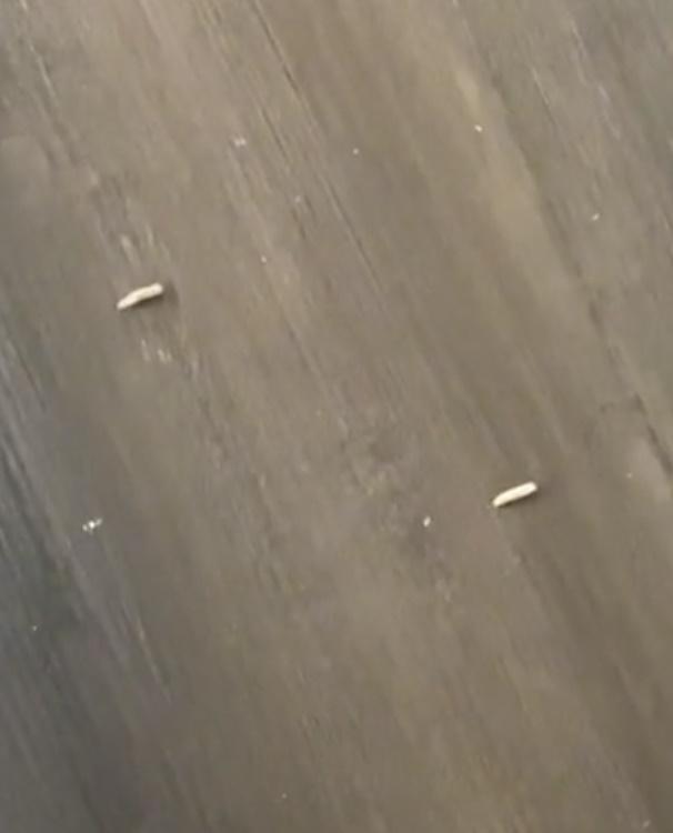 白色蛆蟲從出風口掉落到地面上,還不停蠕動,他們只好拿紙巾把蟲清掉。(TikTok)