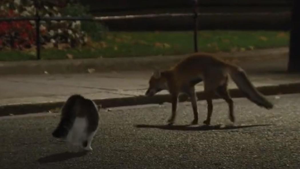 Larry立即探過究竟,一直緊跟狐狸,宣示主權。(Twitter)