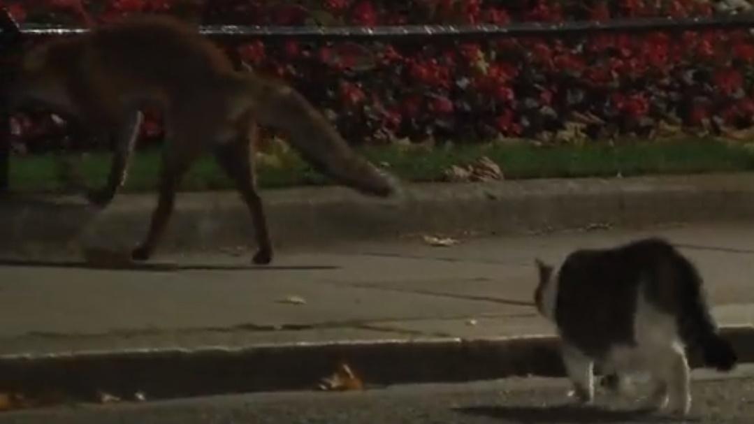 狐狸落荒而逃,跑到附近灌木叢中。(Twitter)