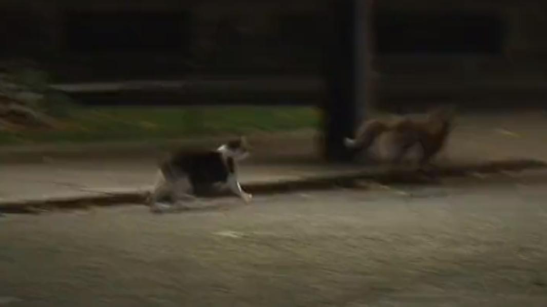 Larry未有鬆懈,跳入灌木叢進逼,嚇得狐狸慌忙逃跑。(Twitter)