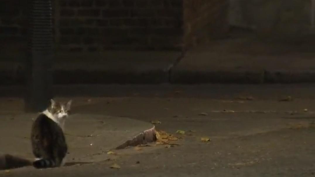 狐狸離開,Larry最後轉向鏡頭似在問:「拍到了沒有?」(Twitter)