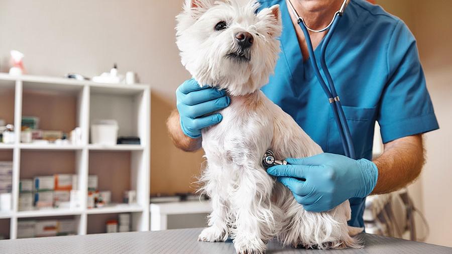 個案一:分期付款預繳服務費用 愛犬未幾離世。(網上圖片)