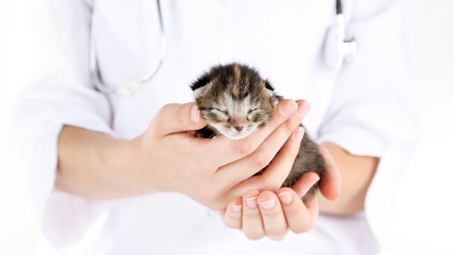 獸醫診所應考慮收費的合理性。(網上圖片)