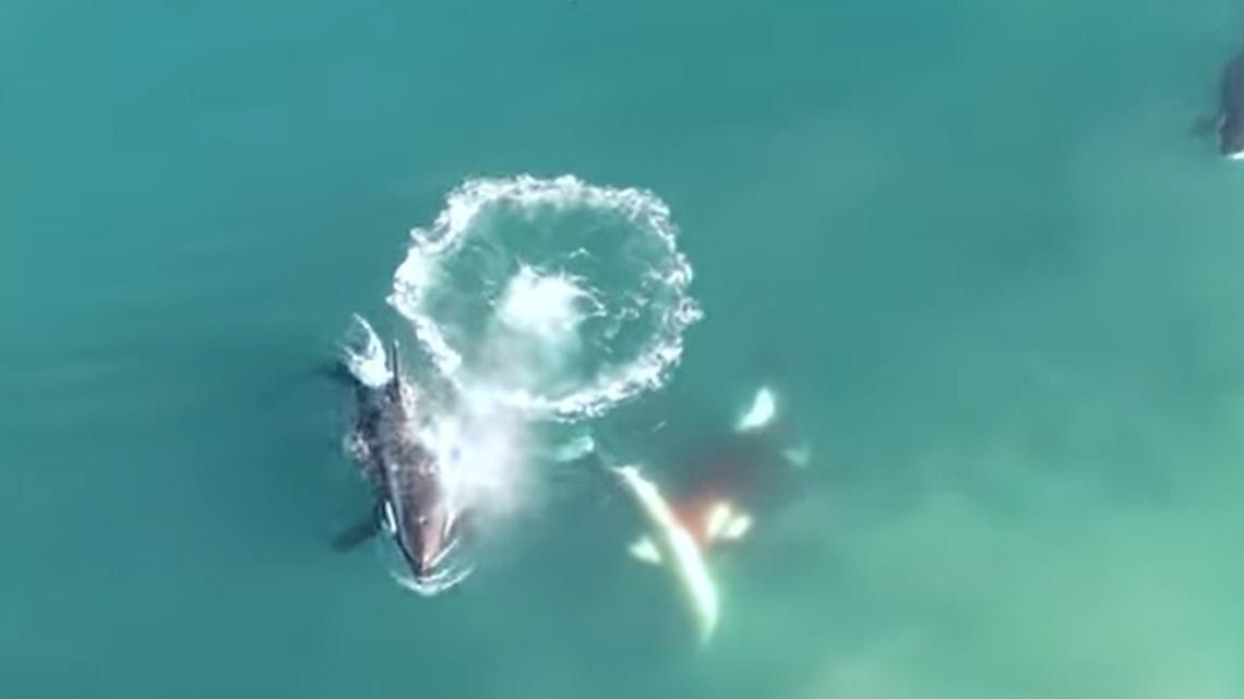 影片顯示其中一條殺人鯨曾攻擊大白鯊,其他4條殺人鯨則沒有。(YouTube)