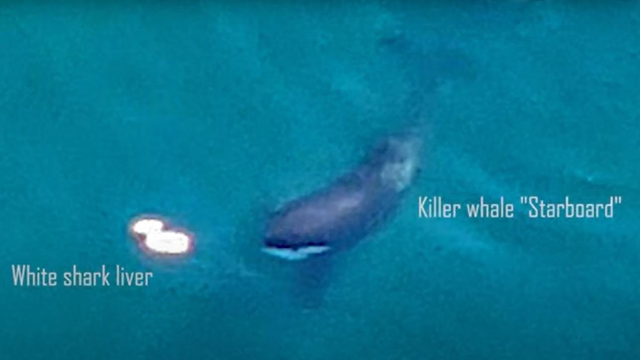 影片顯示其中一條殺人鯨曾攻擊大白鯊,其他4條殺人鯨則沒有。(YouTube)