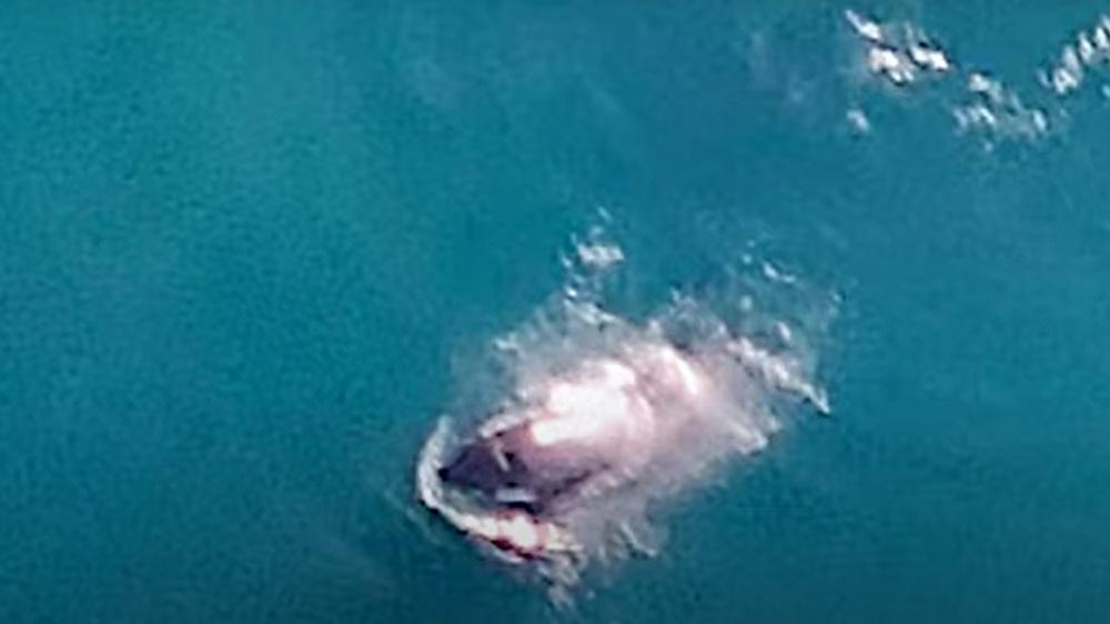 影片顯示其中一條殺人鯨曾攻擊大白鯊,其他4條殺人鯨則沒有。(YouTube)