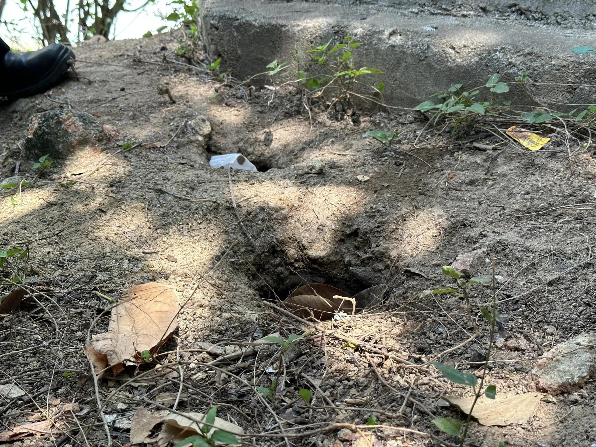 當局在蝴蝶邨附近花槽發現多個老鼠窿。(區議員甄紹南fb圖)