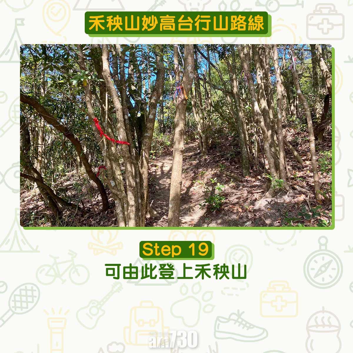 禾秧山芒草行山路線