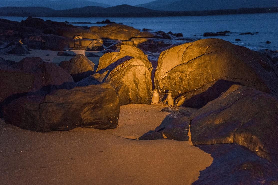 1. 小企鵝整天在大海覓食後變得非常敏感,登陸沙灘後,會先匿藏於大石間,再伺機回家