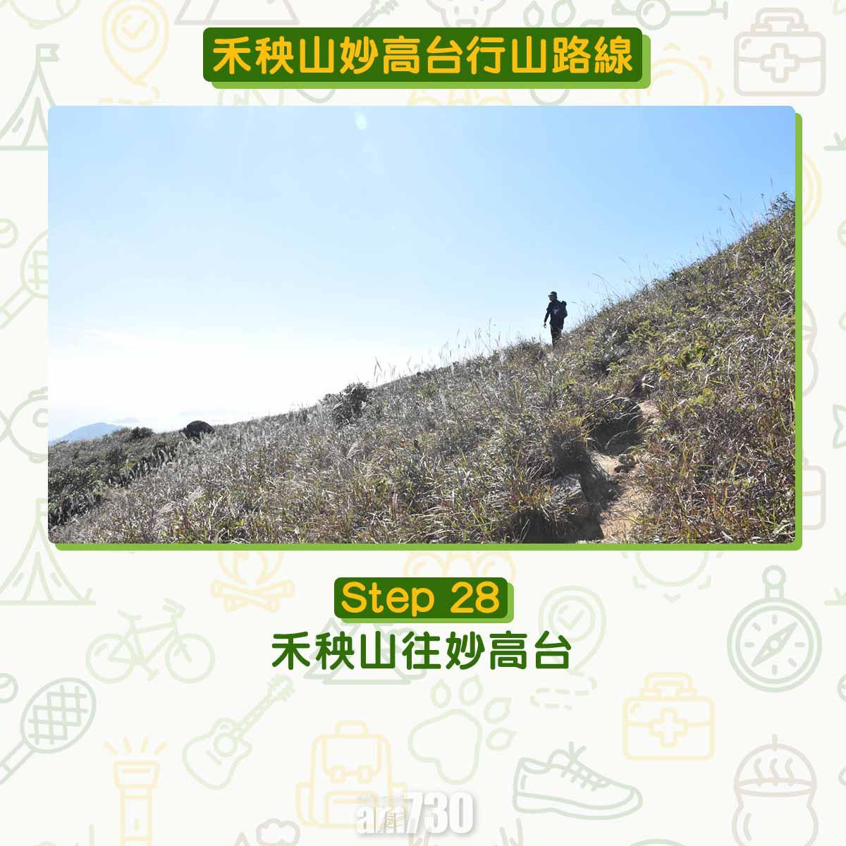 禾秧山芒草行山路線