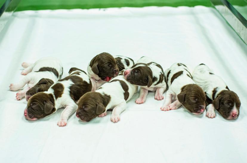 香港警犬隊再添新成員 7隻史賓格獵犬BB出世