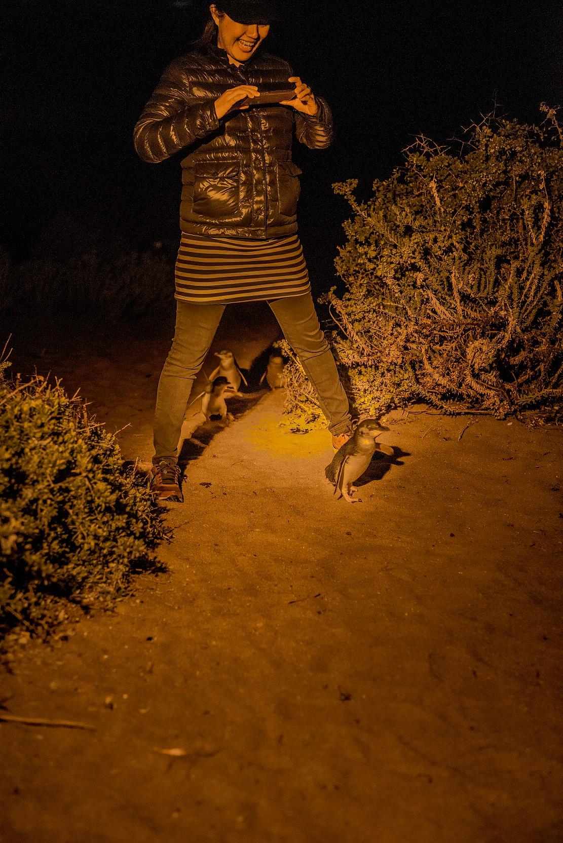 野生企鵝竟然不怕人,還在胯下慢慢走,但記得不要尖叫