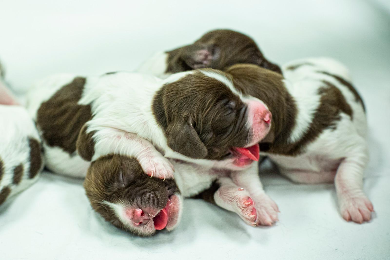 香港警犬隊再添新成員 7隻史賓格獵犬BB出世