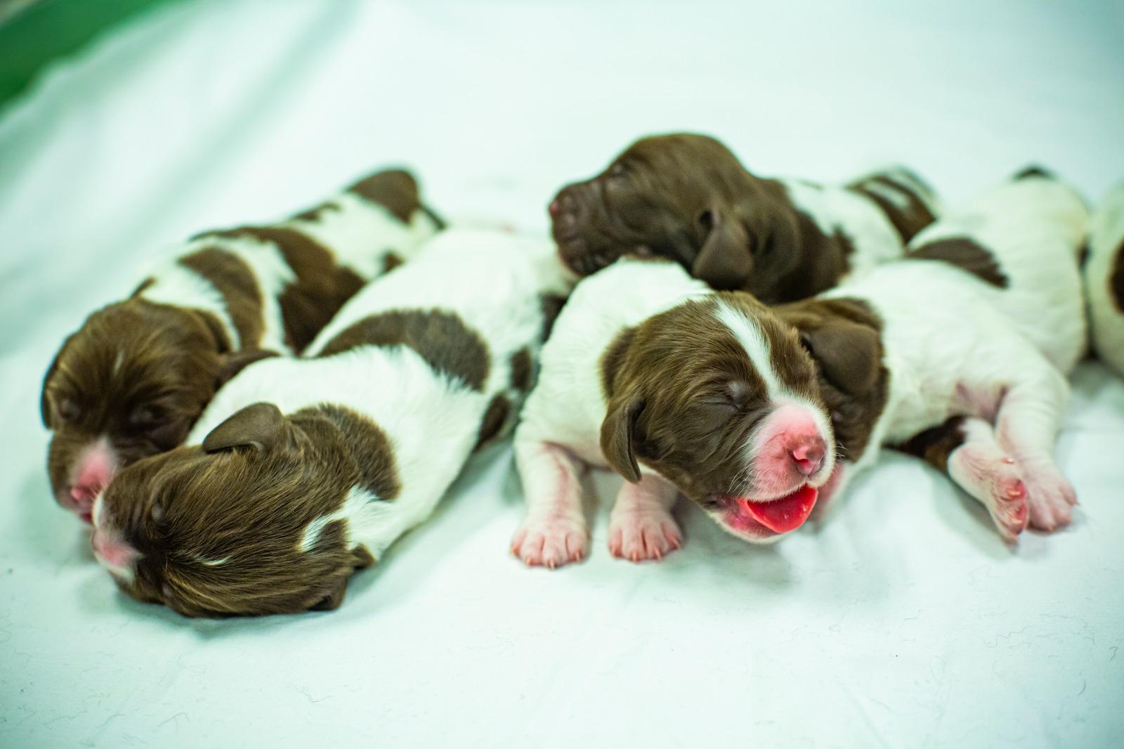 香港警犬隊再添新成員 7隻史賓格獵犬BB出世