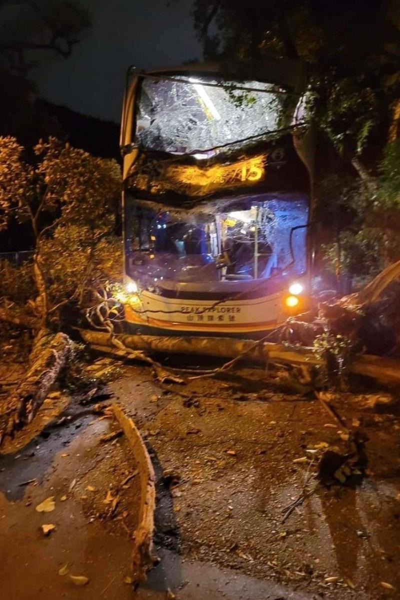 山頂道有塌樹擊中巴士。(網上圖片)