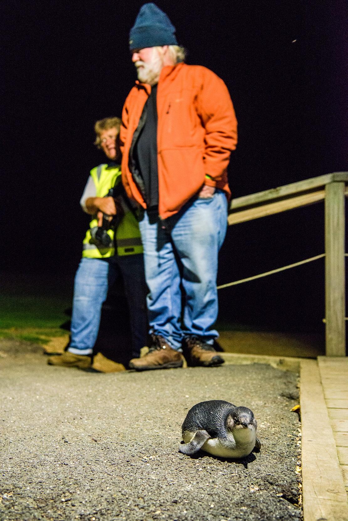 3. 這種小企鵝又名小藍企鵝,是世上體型最小的企鵝品種,只有 40cm 高及1.1 kg重