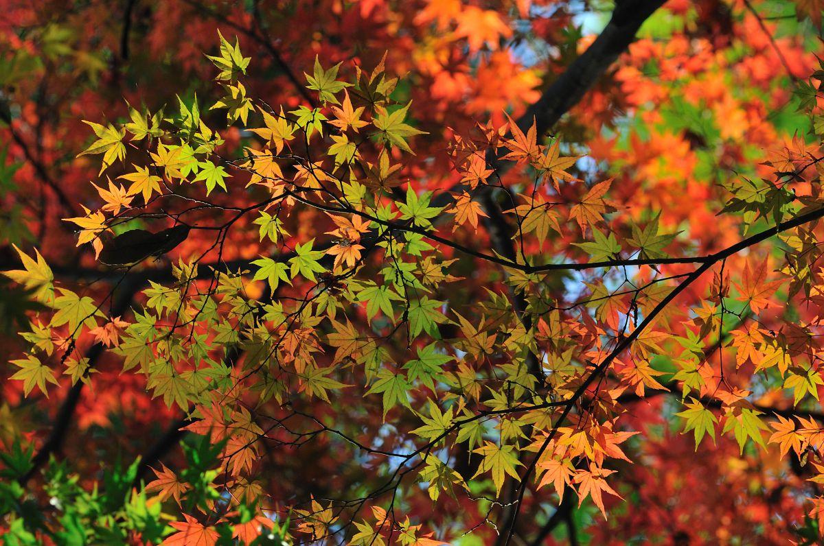 紅葉