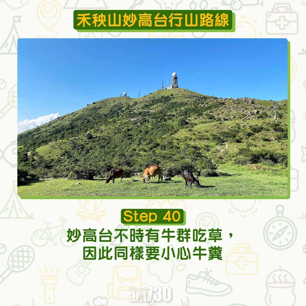 禾秧山芒草行山路線