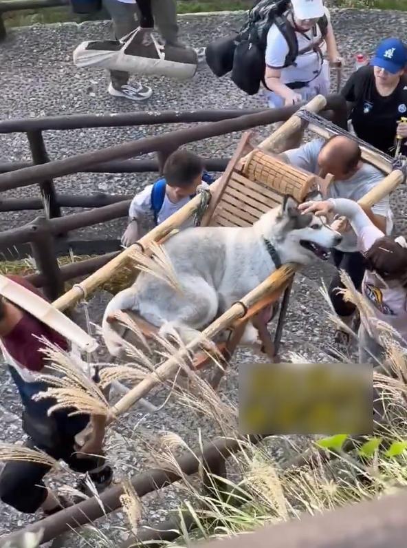 江西萍鄉武功山風景區昨日有哈士奇坐轎上山。(互聯網)