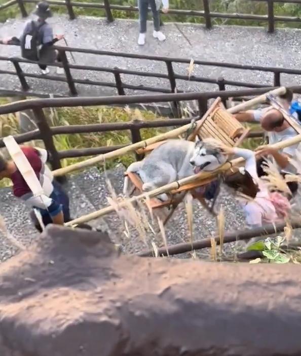 江西萍鄉武功山風景區昨日有哈士奇坐轎上山。(互聯網)