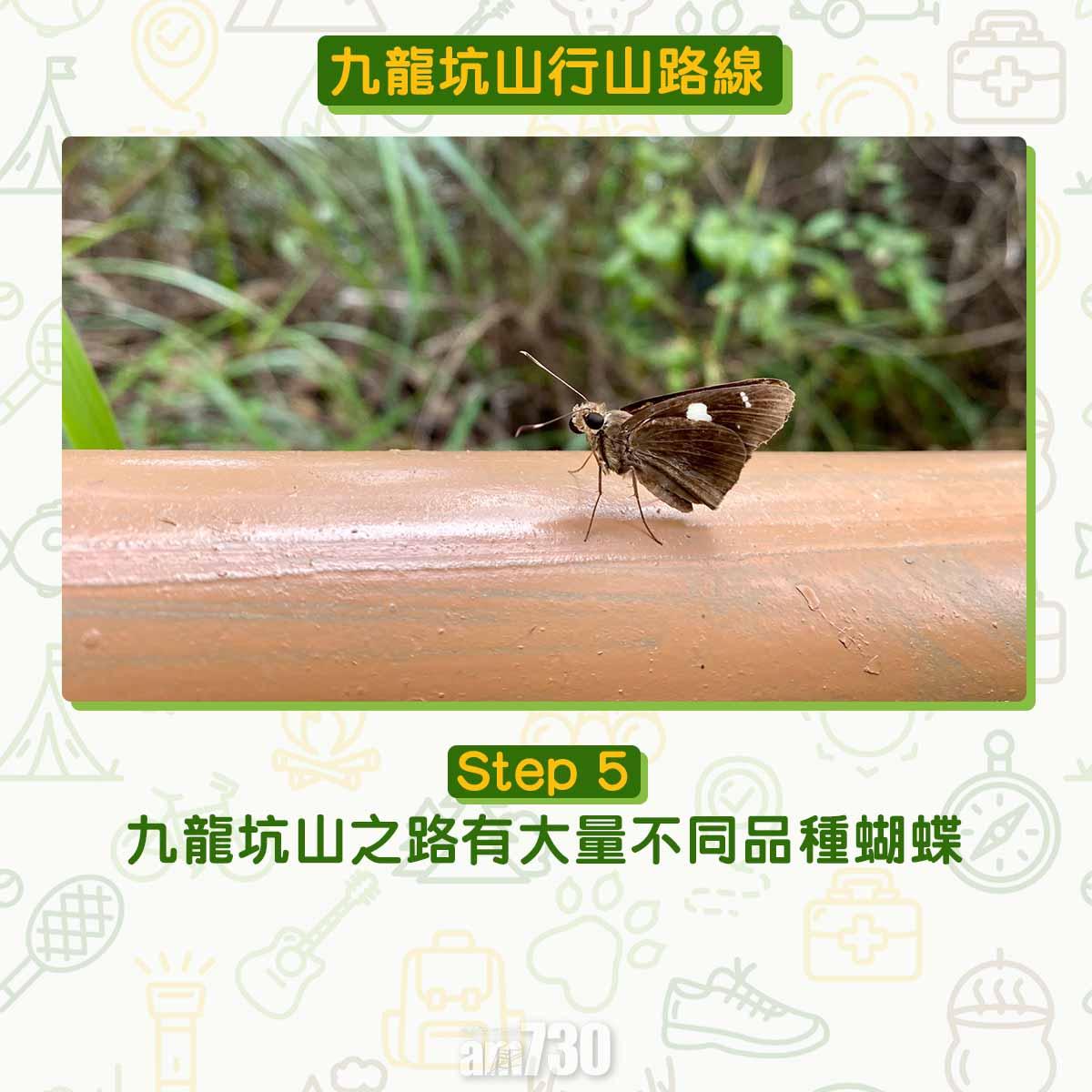 九龍坑山行山路線