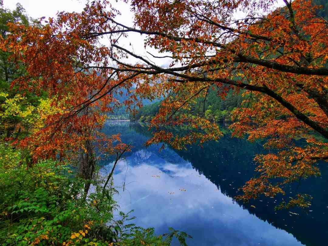 秋天的九寨溝美不勝收。(九寨溝管理局微博)