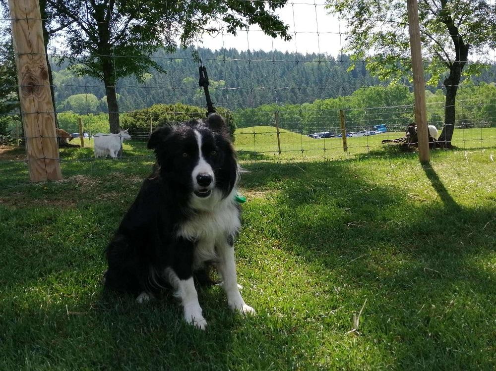 邊境牧羊犬屬好動工作犬